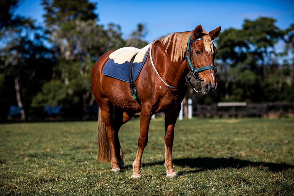 The Calm, Patient Horses Making Strides For The Riding For The Disabled