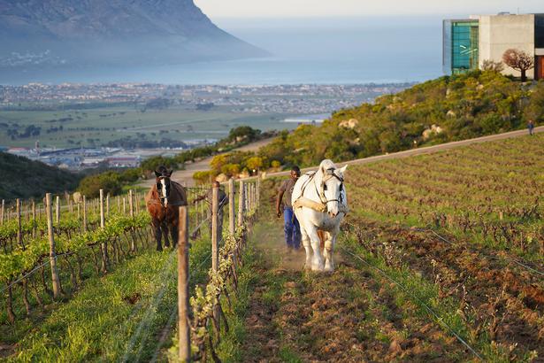 Meet The People Behind Cape Towns Most Interesting Wines Viva