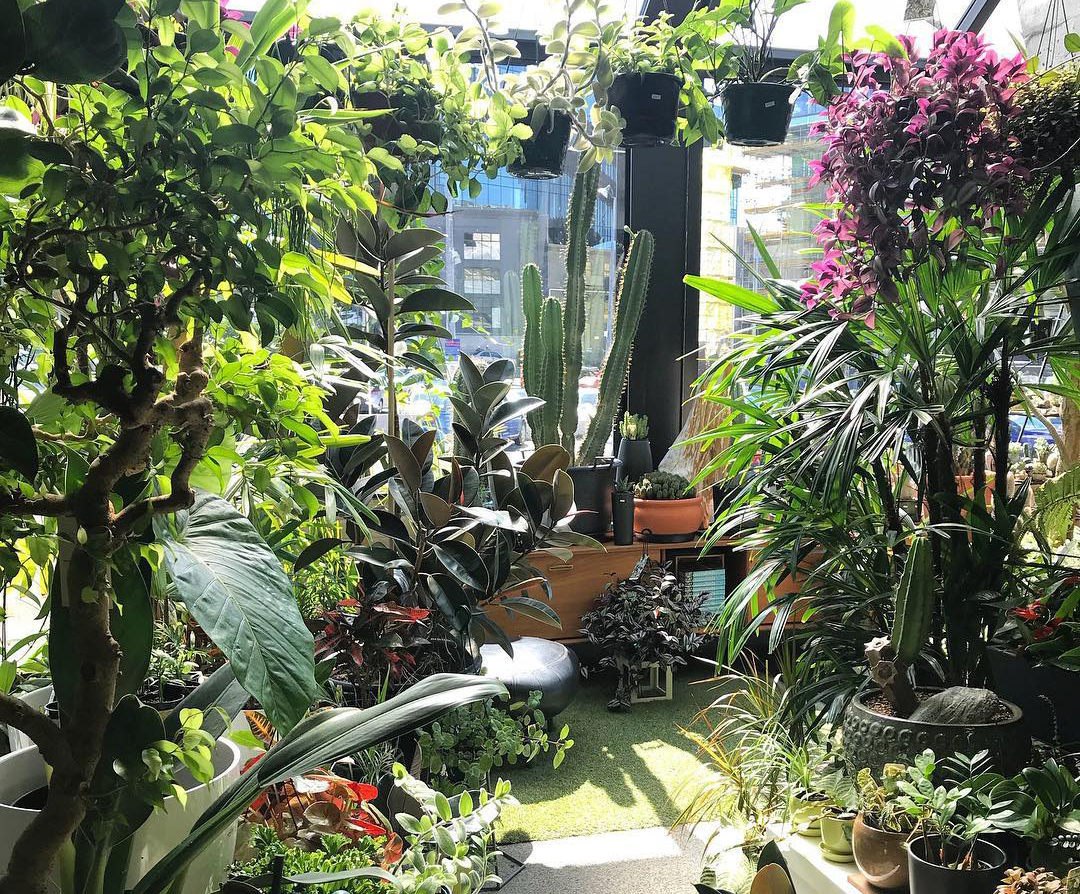 Where To Find The Lushest Plant Stores Viva