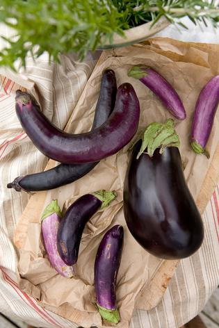 Why Aubergine Is So Hot With The Hipsters Viva